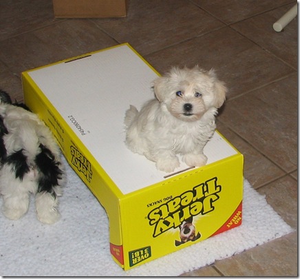 Ginger on Box  Puppy