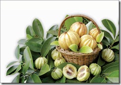 garcinia_cambogia