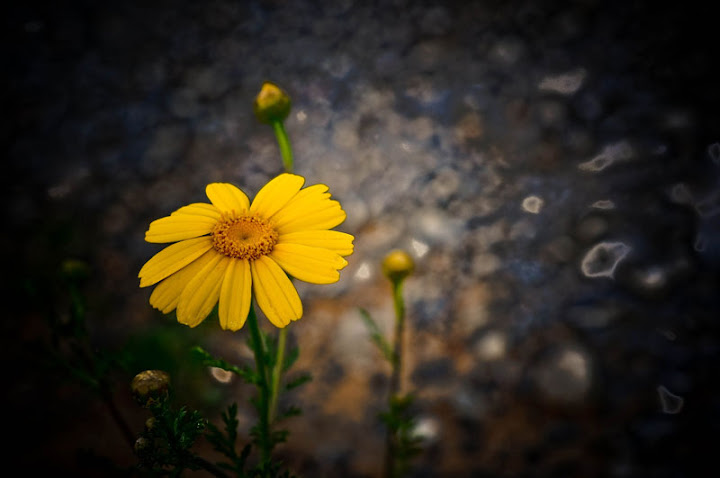 My Picasa albums