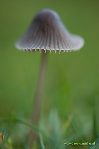 Fotografie