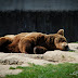 Gradina Zoo Brasov-12.jpg