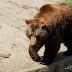 Gradina Zoo Brasov-01.jpg