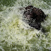 Gradina Zoo Brasov-07.jpg