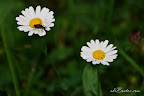 Flori macro-03.jpg