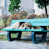 Sighisoara-19.jpg
