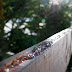 Zapada in Poiana Brasov-7.jpg