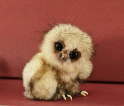 [baby-owl-400x342[3].jpg]