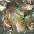 ジョーフィッシュ（アゴアマダイ科カエルアマダイ）