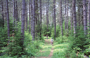 America The Beautiful - Two young bicyclists peddle up an old logging road in the George Washington Grove, a red pine hideaway in the Superior National Forest in the summer of 1999. Civilian Conservation Corps tree planters planted this forest, only minutes from Grand Marias, Minnesota, in the 1930s. Grand Marias has become such a haven for tourists that the Forest Service decided the grove ought to be set aside in perpetuity. It's very pretty, but the sawmill less than five miles from here paid a dear price for the loss of access to these trees.