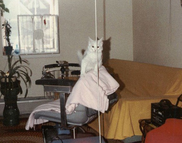 [Frisky on Wheelchair corrected[5].jpg]