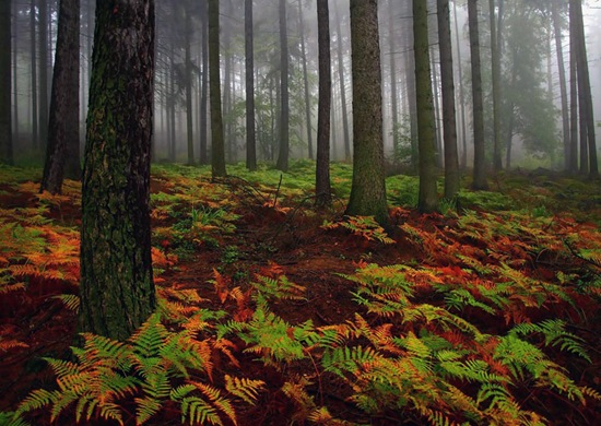 HD Nature Wallpapers