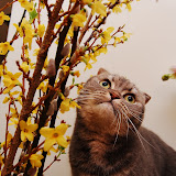 golden flowers