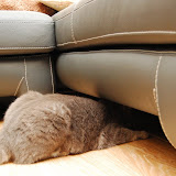 new sofa