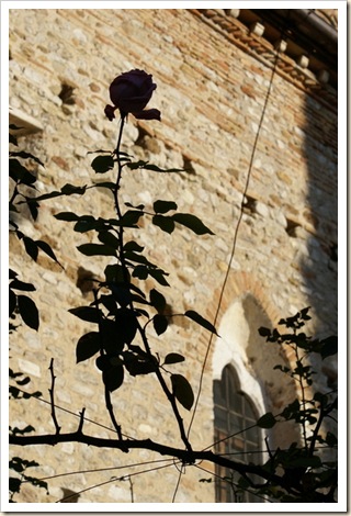 008 - Una Rosa 008 - Una Rosa