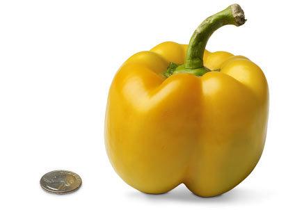 18-bell-pepper.jpg