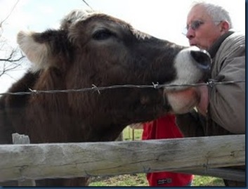 Dad and cow