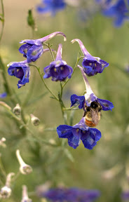 CRW_0008.jpg