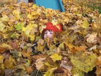 Fall Leaves Nov 2009 09.jpg