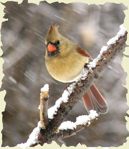 [453838NorthernCardinalFemale[5].jpg]