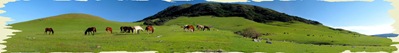 462424-where the green grass grow...