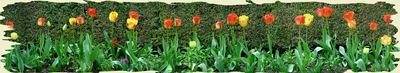 466579-Wall to wall tulips-Filoli gardens California