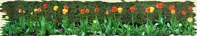 466579-Wall to wall tulips-Filoli gardens California