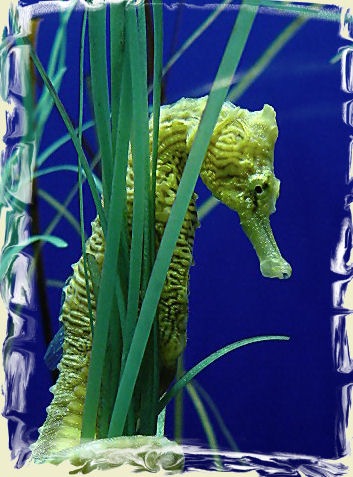 [187930-Seahorse-Taken at Seattle Aquarium.[4].jpg]