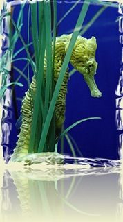 187930-Seahorse-Taken at Seattle Aquarium.