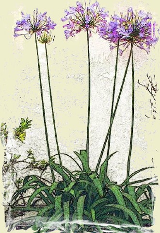 [37373-Agapanthas_2[4].jpg]