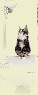 147044-Roman Coon Cat_2