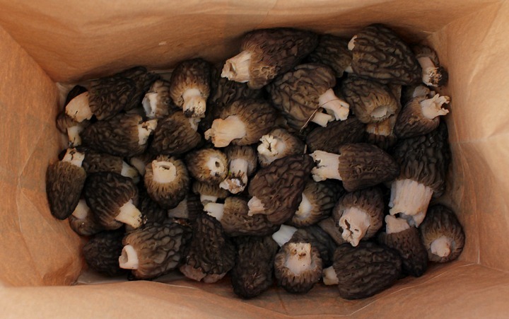 [00shrooms1[7].jpg]