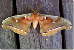 moth