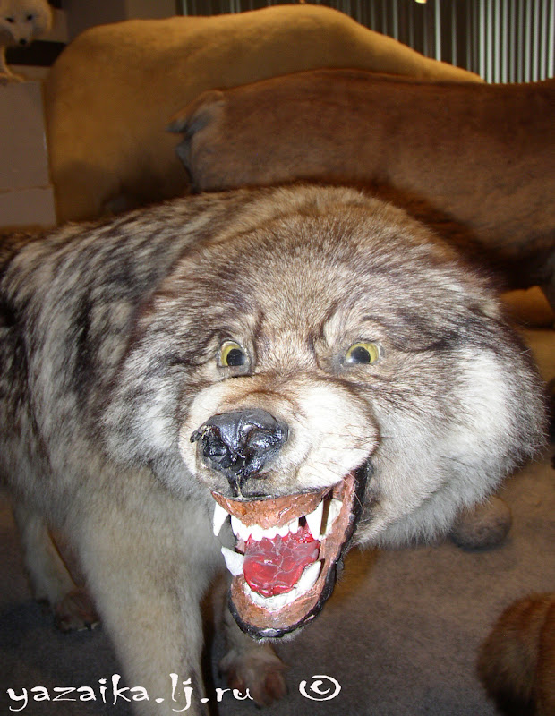 Еду в Магадан... 