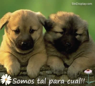 mensajes de amor y amistad cortos. frases de amor y amistad