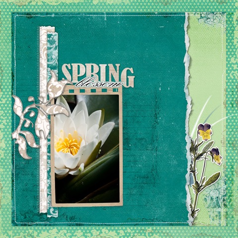 [2009-5-27-Mad-Spring-blossom[2].jpg]