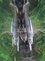 Rorschach Reflection – 3 Let your imagination soar.