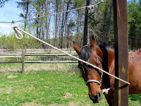 Horse Tied too Long on Picket Line