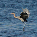 Reddish Egret
