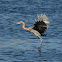 Reddish Egret