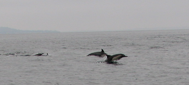 [dolphinIMG_5096[3].png]