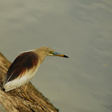 Hyderabad