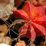 Bright Cactus