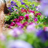 Along the way to the flower show