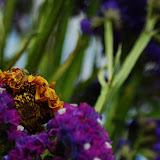 Withered