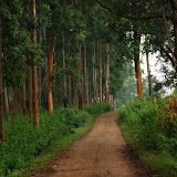 At Muthangi - into the jungle