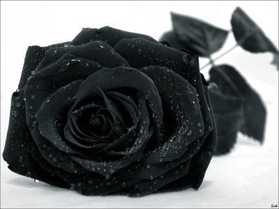 [Black Rose 3[3].jpg]