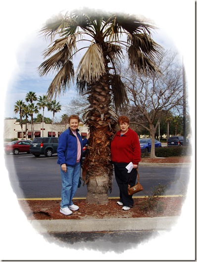 lisa.joan.palm tree lisa.joan.palm tree