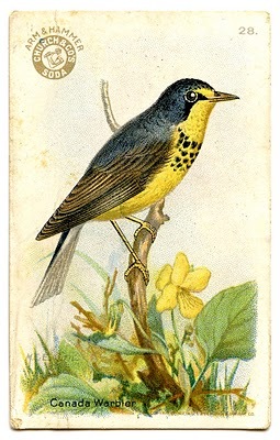 [yellow bird[2].jpg]