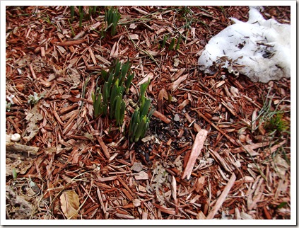 crocus 311 008 crocus 311 008