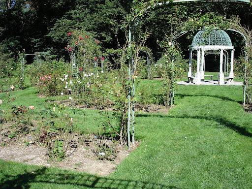 Rose Garden - closeup